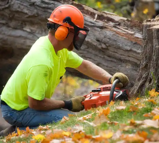 tree services Cambridge